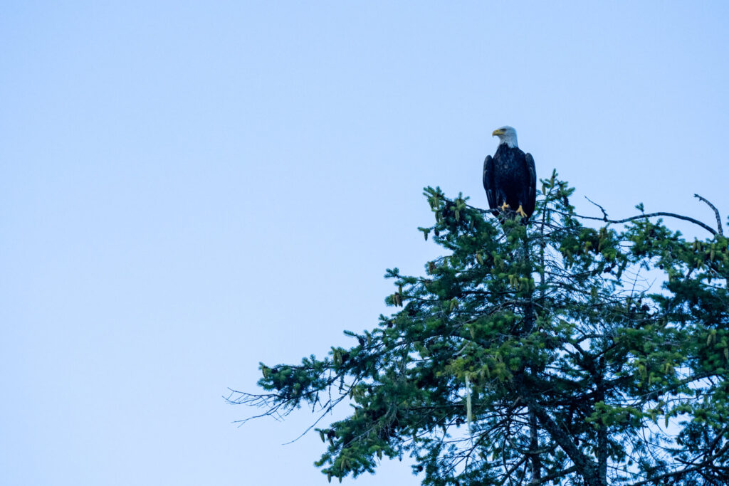 Eagle